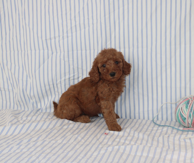 puppy, for, sale, Mini F1B Golden Doodle, Matthew B. Stoltzfus, dog, breeder, Gap, PA, dog-breeder, puppy-for-sale, forsale, nearby, find, puppyfind, locator, puppylocator, aca